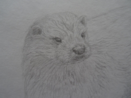 Otter